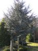Cedrus atl. Glauca Stamm