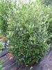 Prunus laur. Herbergii
