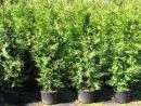 Thuja occidentalis 'Brabant'