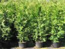 Thuja occidentalis 'Brabant'