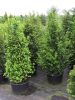 Taxus baccata