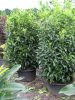 Prunus laur. Herbergii