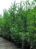 Prunus lauroc.'Caucasica'