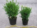 Buxus semp. arbor.
