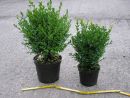 Buxus semp. arbor.