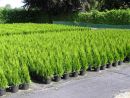 Thuja occidentalis 'Smaragd'