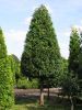 Thuja plicata Stammkegel