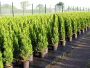 Thuja occ. Smaragd