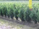 Buxus sempervirens arborescens