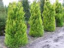Chamaecyparis laws.'Stardust'