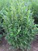 Prunus laur. Herbergii