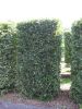 Carpinus betulus