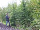 Carpinus betulus