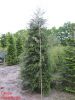 Tsuga canadensis