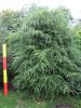Tsuga canadensis