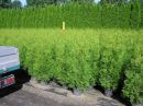Thuja occidentalis 'Brabant'