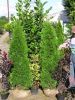 Thuja occidentalis 'Smaragd'