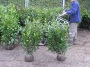 Prunus lauroc.'Herbergii'