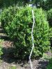 Buxus sempervirens arborescens
