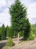 Cupressocyparis leylandii Stamm