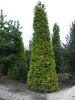 Chamaecyparis laws.'Stardust'