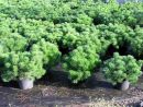 Pinus mugo var. mughus