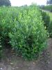 Prunus laur. Herbergii