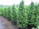 Thuja plicata Dura