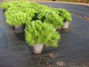Pinus mugo var. mughus