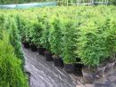 Taxus baccata