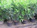 Prunus lauroc.'Herbergii'