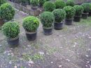 Buxus sempervirens arborescens