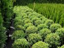Buxus semp. arbor. Kugel