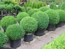 Buxus sempervirens arborescens