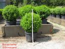Buxus sempervirens arborescens