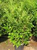 Prunus lauroc.'Rotundifolia'