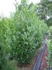 Prunus laur. Caucasica