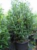 Prunus lauroc.'Reynvaanii'