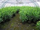 Prunus laur. Caucasica