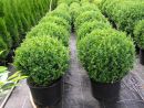 Buxus sempervirens arborescens