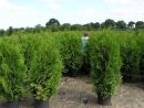 Thuja occ. Brabant