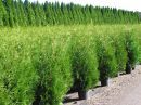 Thuja occ. Brabant