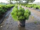 Pinus mugo var. mughus