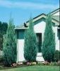 Juniperus scop. Moonglow