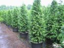 Thuja plicata Excelsa