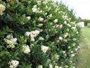 Ligustrum vulg. Atrovierens