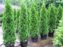 Thuja occidentalis 'Smaragd'