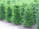 Taxus baccata
