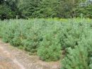 Pinus sylvestris 'Norske Typ'