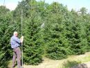 Picea omorika